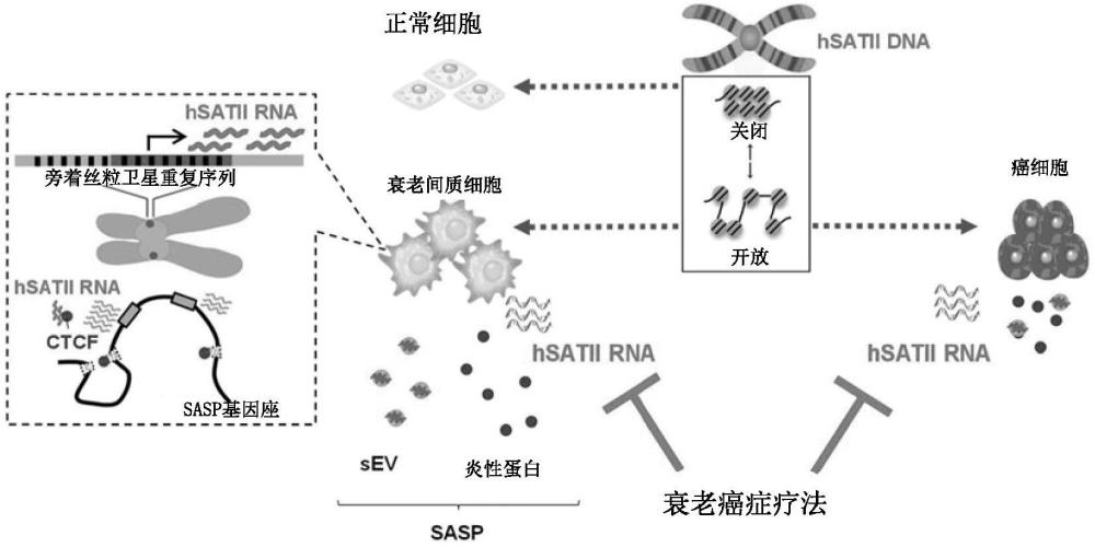 癌症治疗药物、检查辅助方法和治疗药物的筛选方法与流程