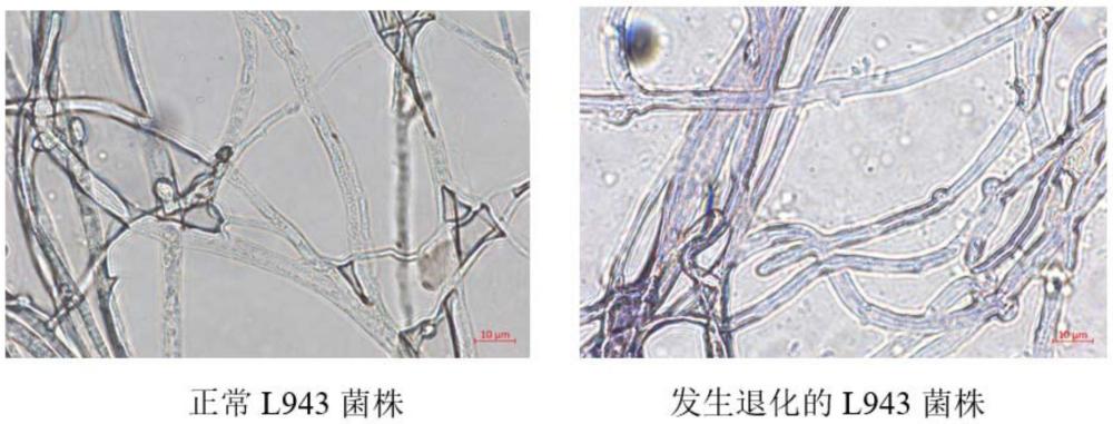 一种香菇退化菌株的检测方法