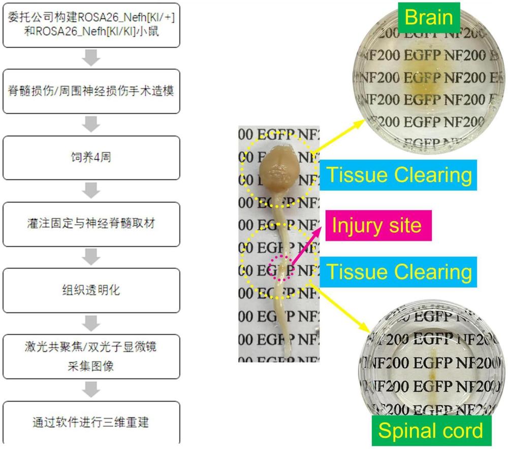 一种基于神经纤维特异性荧光的神经再生研究方法与流程