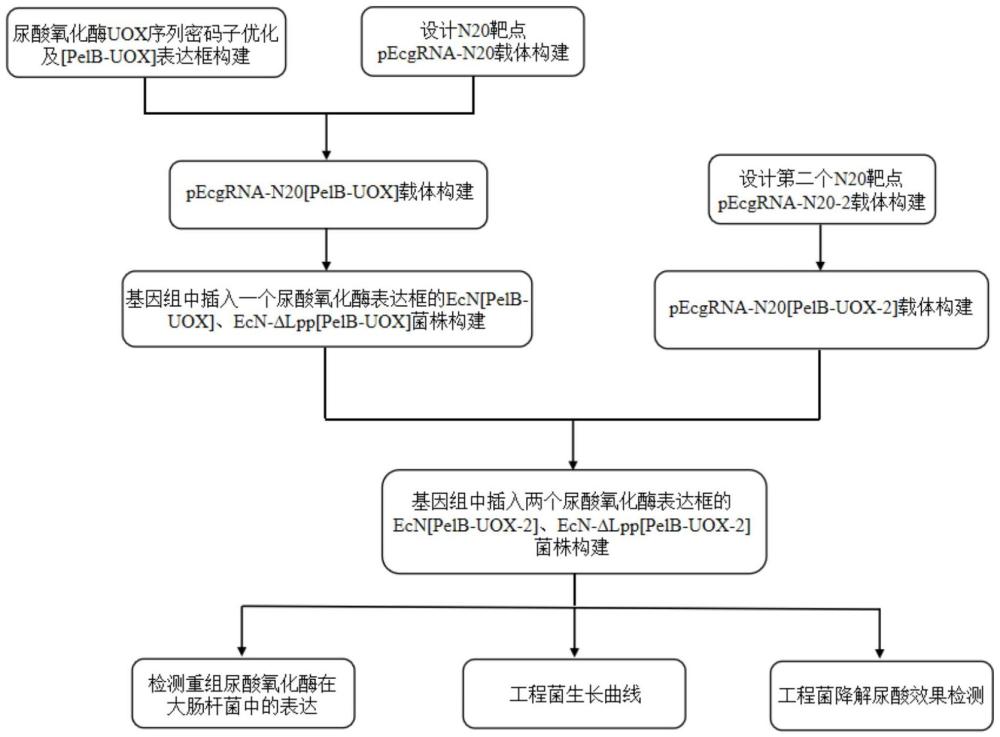 一种无抗性标记的尿酸氧化酶工程菌及其构建方法与流程