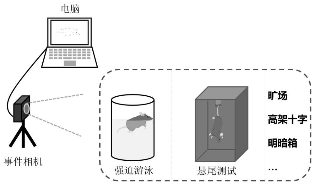 一种基于事件相机的啮齿类动物行为学分析方法