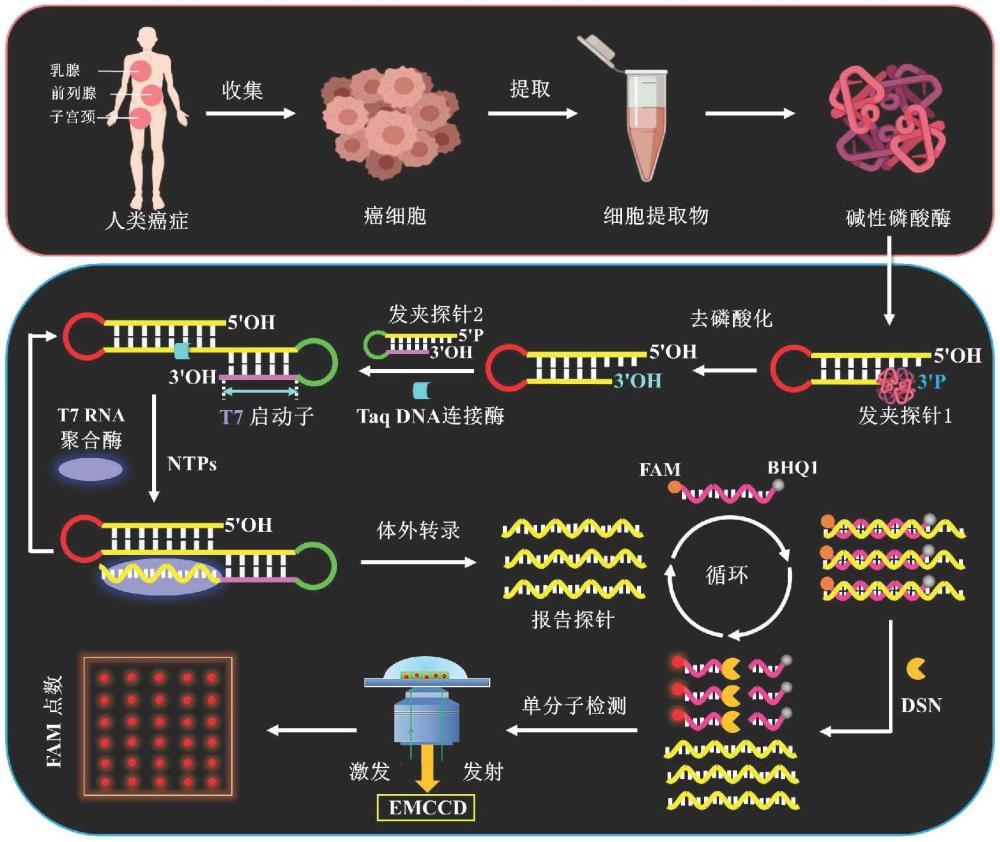 一种末端修复驱动的二次体外转录机器用于单分子检测人类癌症中碱性磷酸酶水平