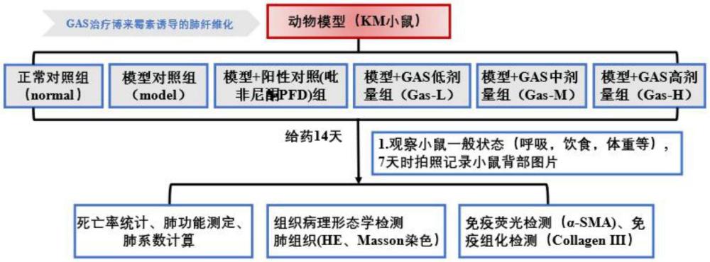 天麻素在制备预防和/或治疗肺部疾病的药物中的应用