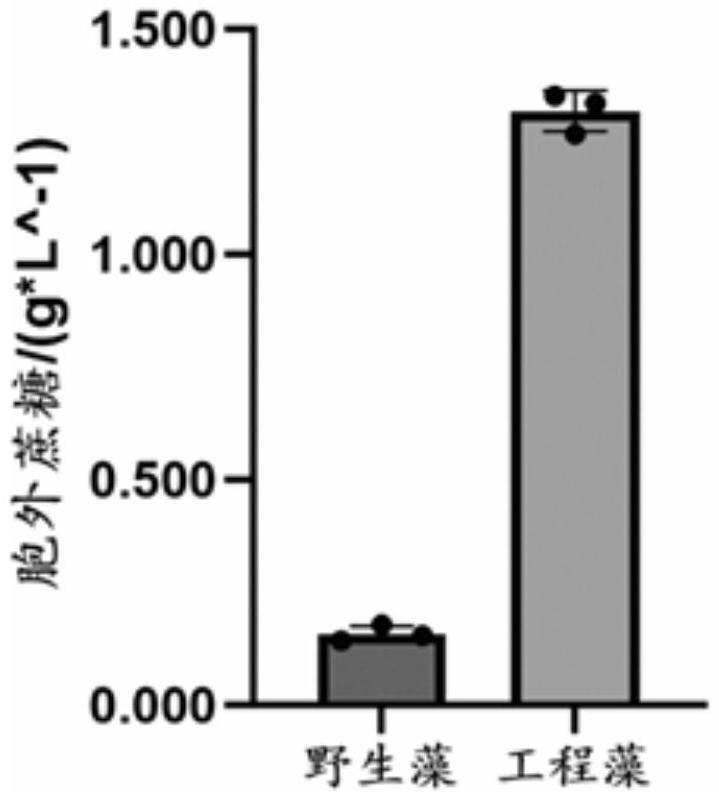 一种工程藻及其构建方法和应用与流程