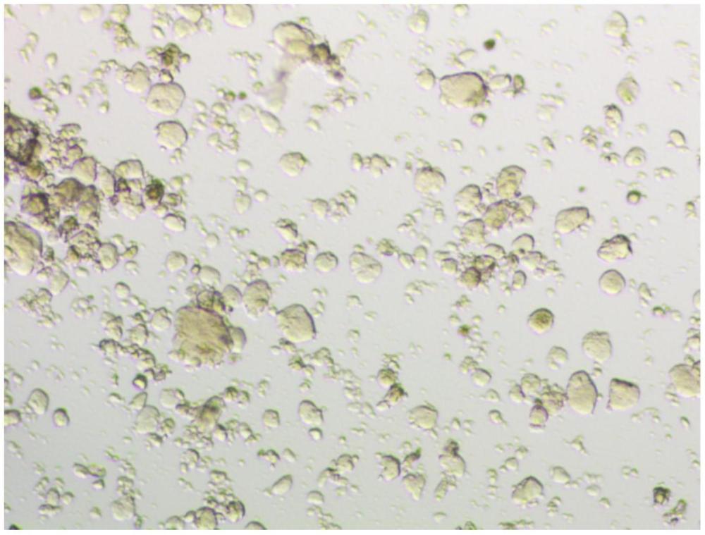 一种高稳定性生物质基凝胶微胶囊灭火剂及其制备方法