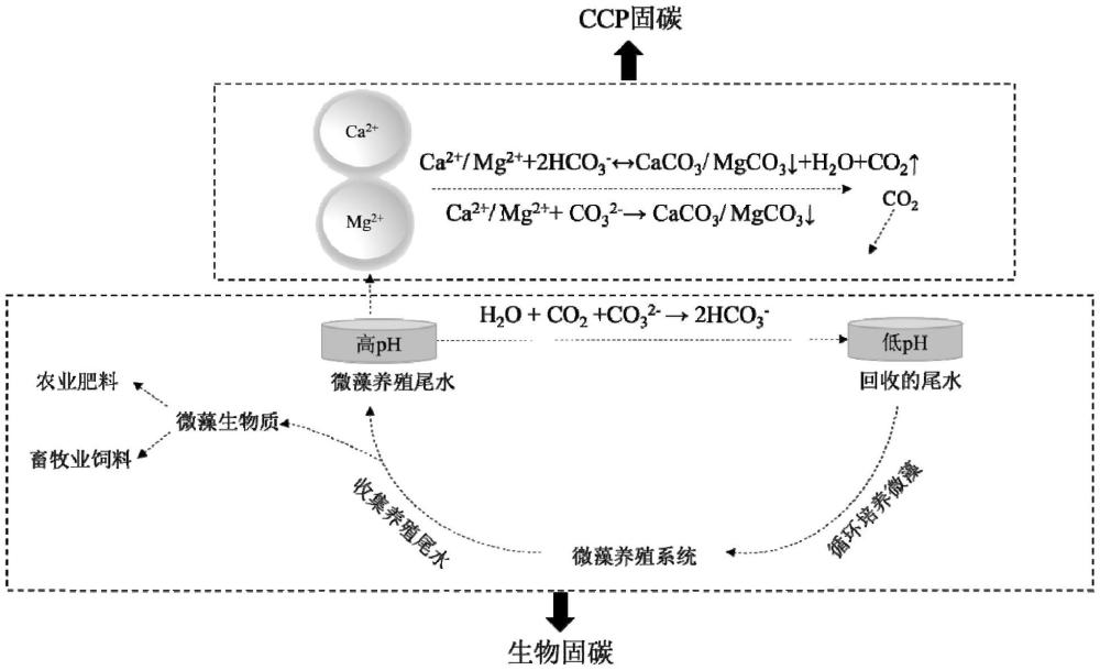 一种基于微藻碱性养殖尾水将碳酸盐反泵变反为正并增强碳汇效率的方法