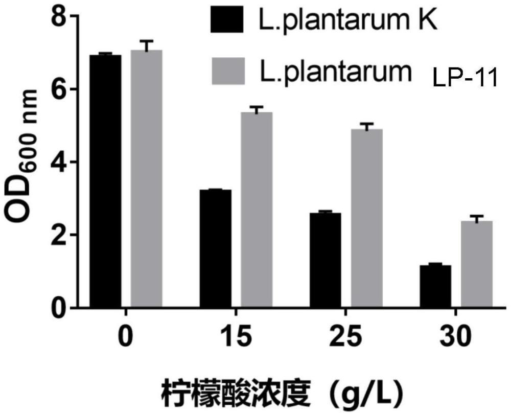 一种耐高浓度柠檬酸的植物乳植杆菌LP-11及其应用的制作方法