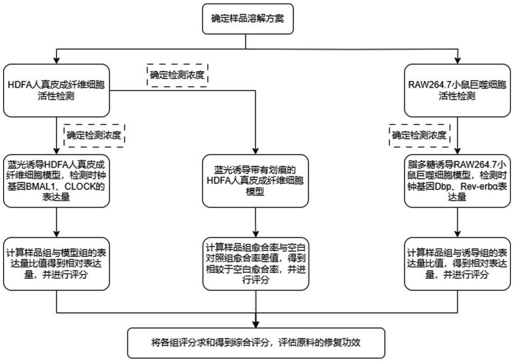 一种基于昼夜节律的化妆品原料体外修护功效评估方法与流程