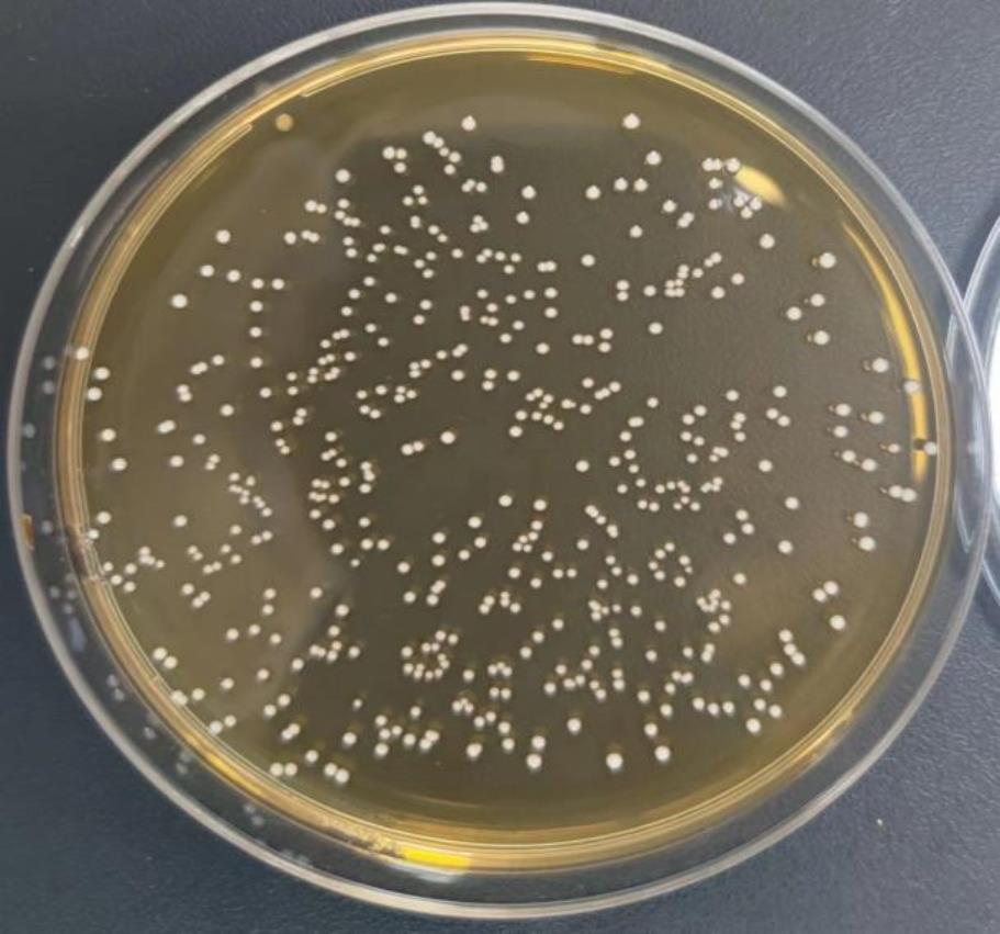 一株乳酸片球菌ZKPa1222、其黄芪发酵液及在提高免疫力方面的应用的制作方法