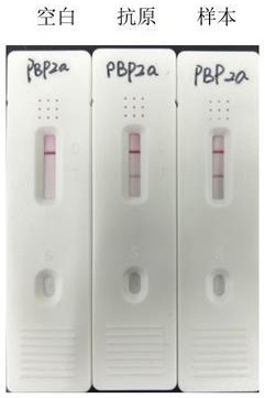 鼠抗PBP2a杂交瘤细胞株、单克隆抗体及应用的制作方法