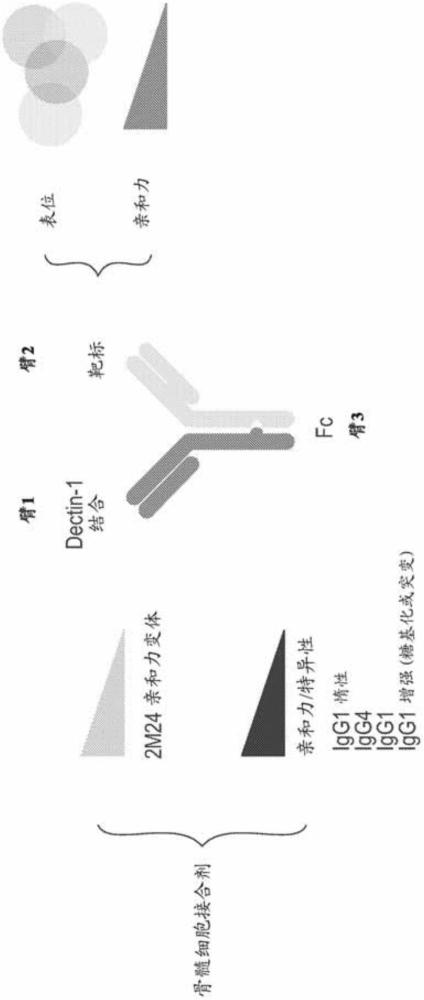 抗Dectin-1抗体和其使用方法与流程