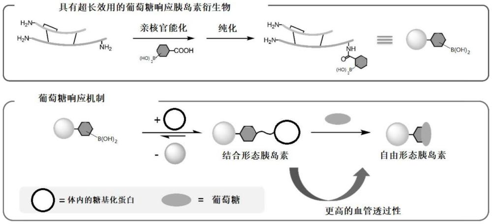 一种基于苯硼酸的胰岛素衍生物及其制备方法和应用